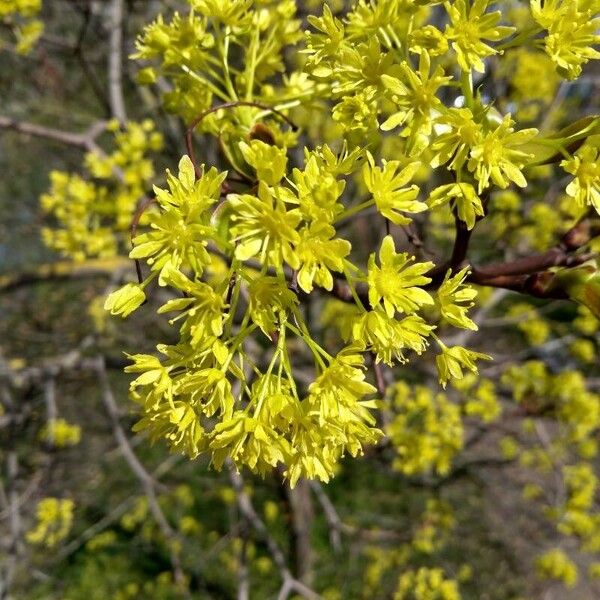 Acer platanoides Kvet