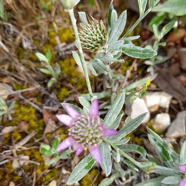 Xeranthemum inapertum Flower