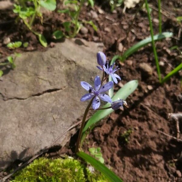 Scilla bifolia Blodyn