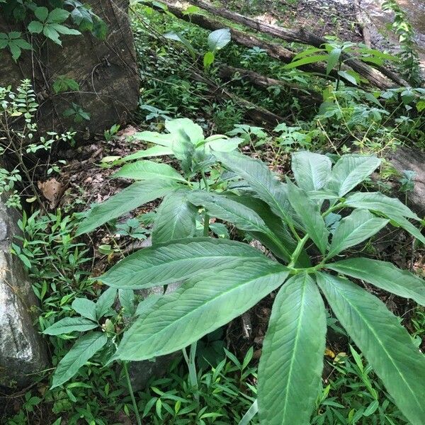 Arisaema dracontium Leaf