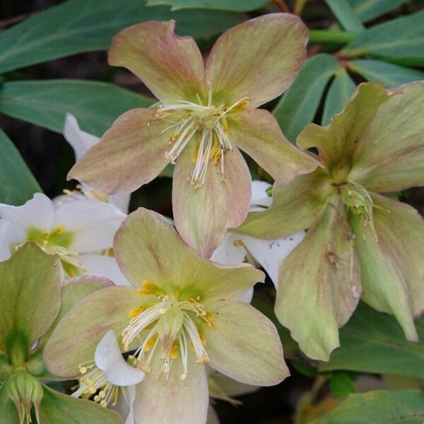 Helleborus niger Habit