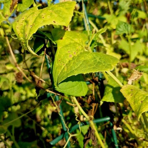Cyclanthera brachystachya Leaf