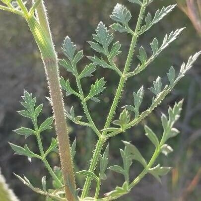 Daucus carota Лист