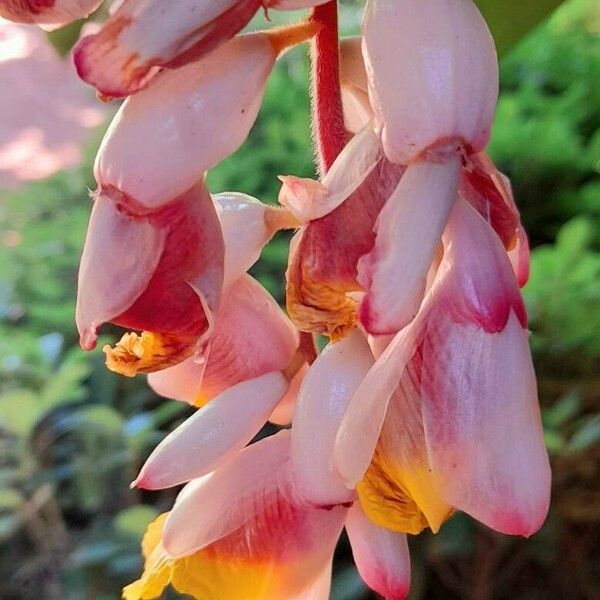 Alpinia zerumbet Fiore