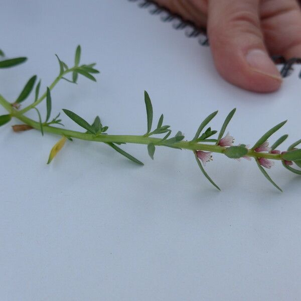 Lysimachia maritima Bloem