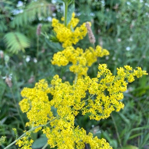 Galium verum Flor