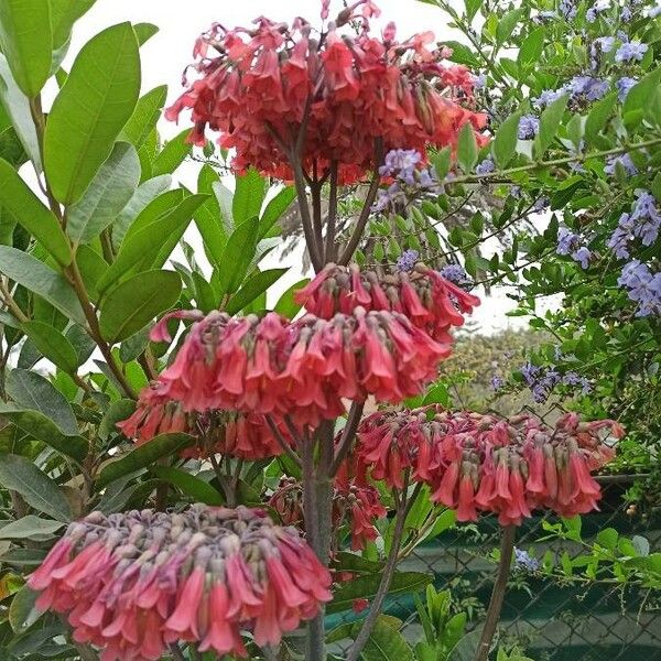 Kalanchoe delagoensis Floare