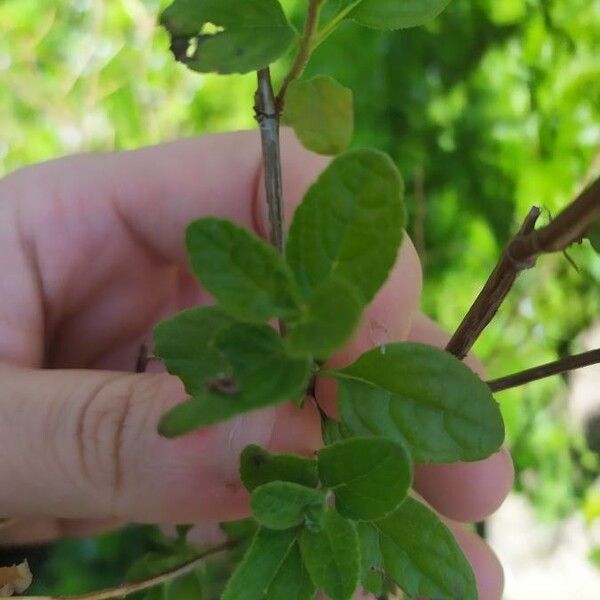 Salvia microphylla Blatt