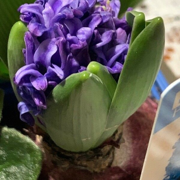 Hyacinthus orientalis Õis