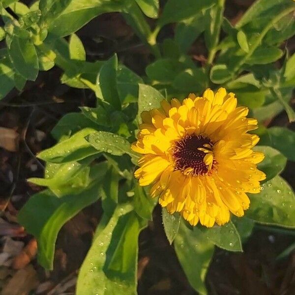 Calendula officinalis autre