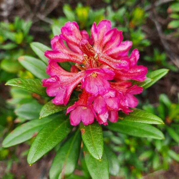 Rhododendron ferrugineum Flower