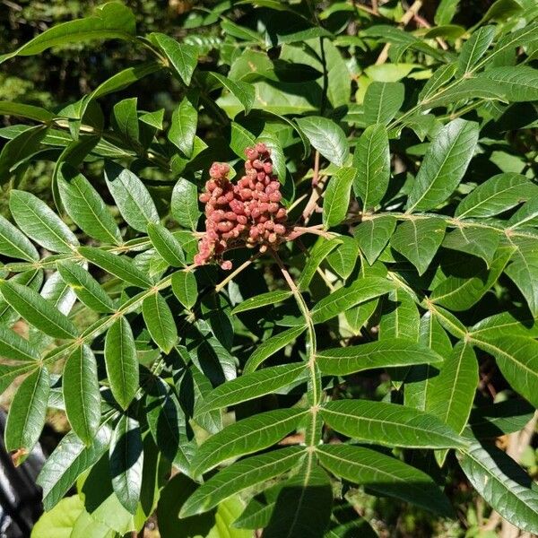 Rhus copallinum Fruit