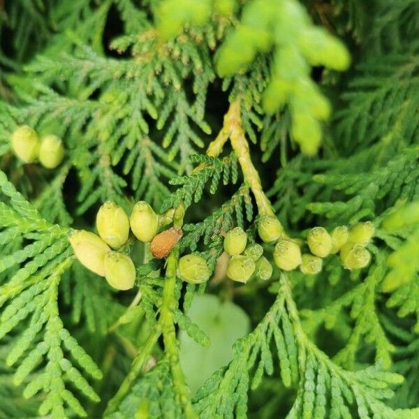 Thuja occidentalis Fruct