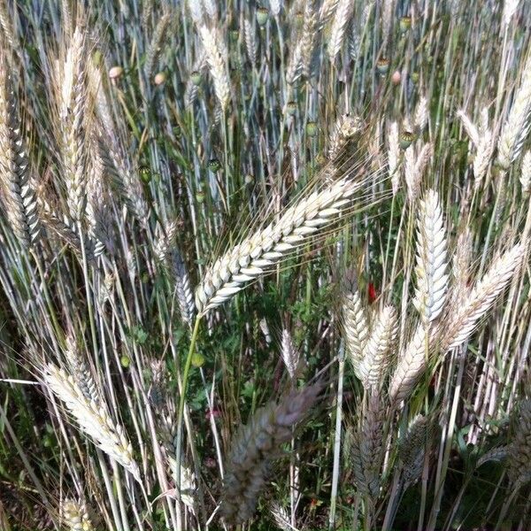 Triticum turgidum Frukt