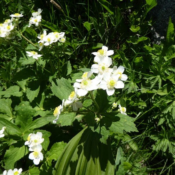 Ranunculus aconitifolius Blüte