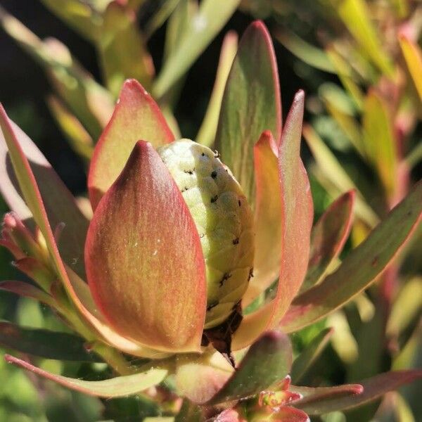 Leucadendron salignum Flor