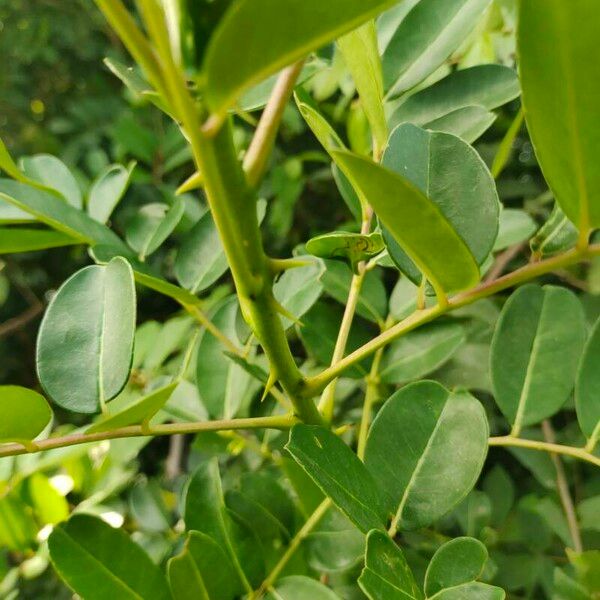 Zanthoxylum zanthoxyloides Leaf