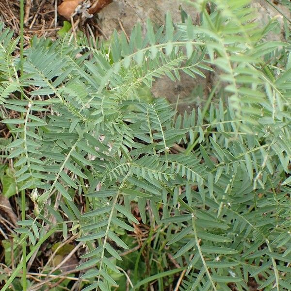 Vicia tenuifolia Habit