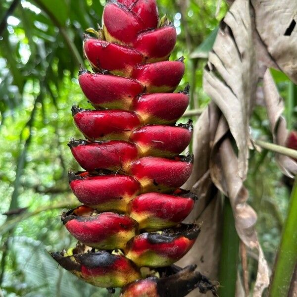 Heliconia imbricata Blomst