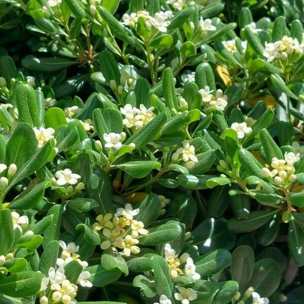 Pittosporum heterophyllum ফুল