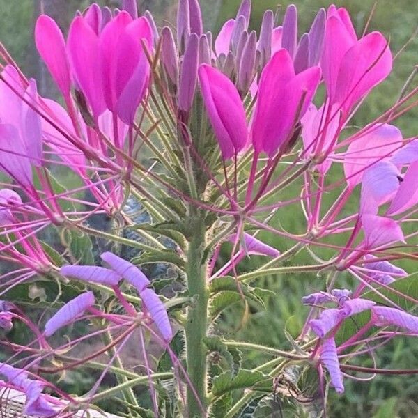 Cleome houtteana Flower