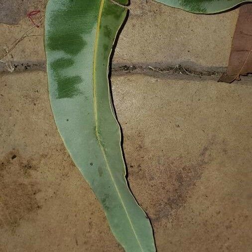 Eucalyptus leucoxylon Blatt