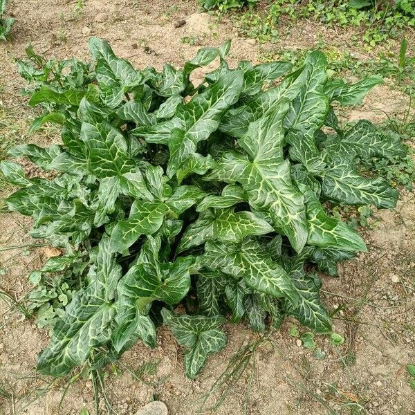 Arum pictum Foglia