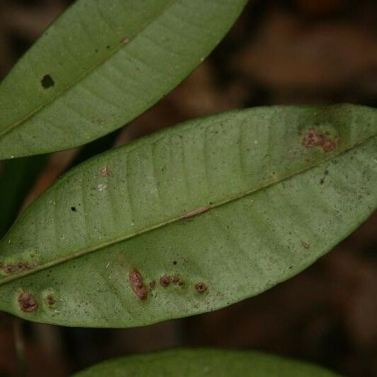 Myrcia decorticans Leaf