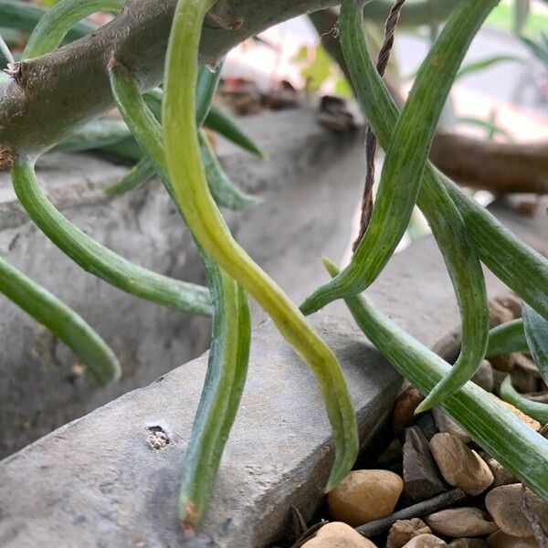 Curio talinoides Leaf