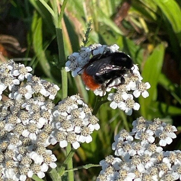 Achillea millefolium Цветок