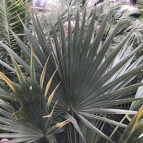 Sabal palmetto برگ