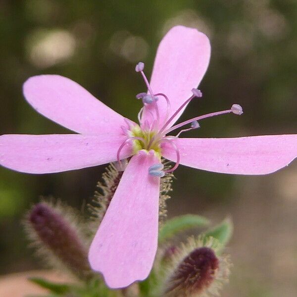 Saponaria ocymoides फूल