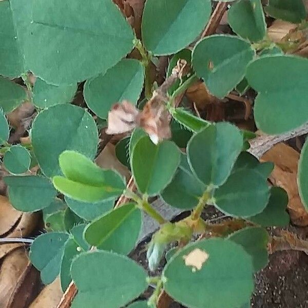 Desmodium triflorum Leaf