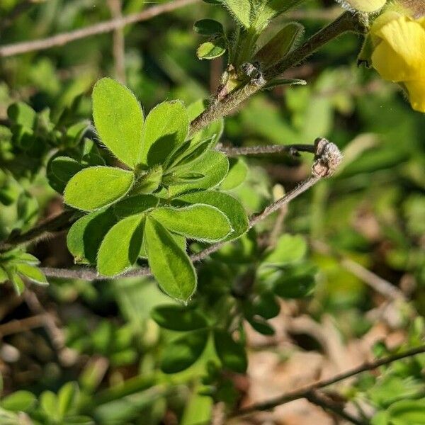 Cytisus hirsutus পাতা