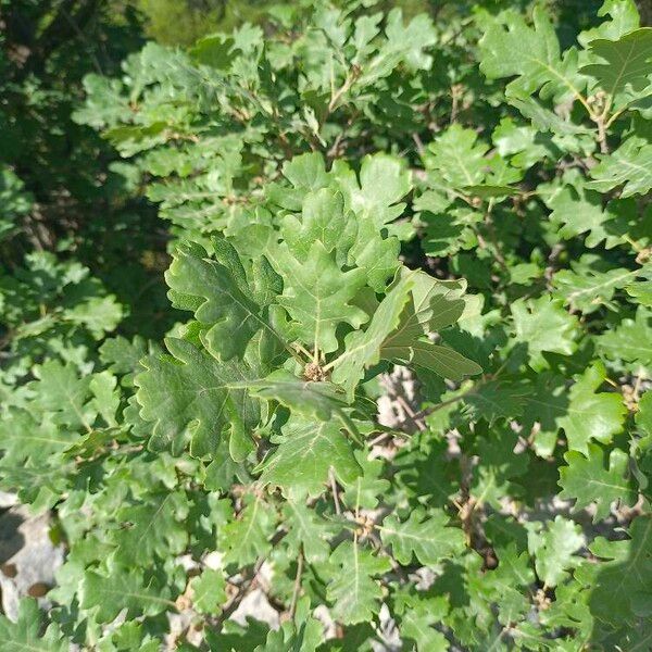 Quercus pubescens Blad