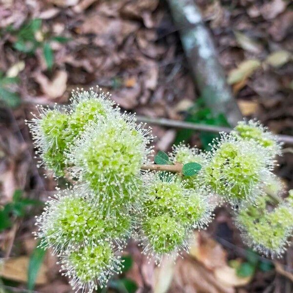 Pisonia aculeata Blomst