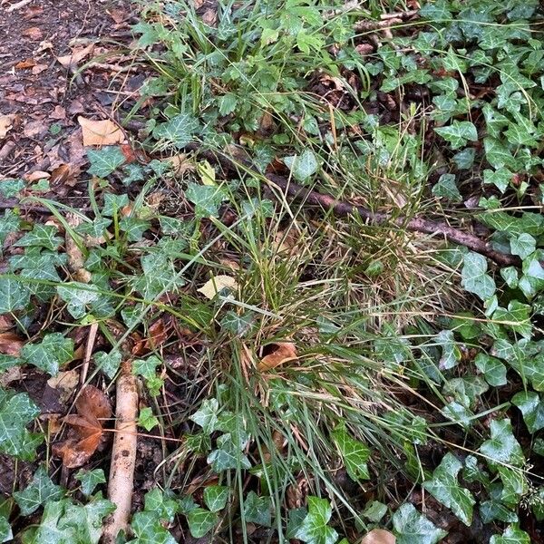 Agrostis capillaris Leaf