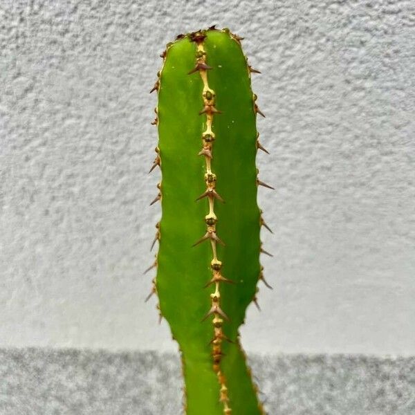 Euphorbia triangularis Leaf