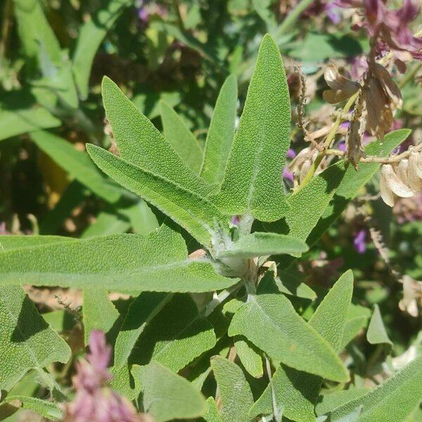 Salvia canariensis Lapas