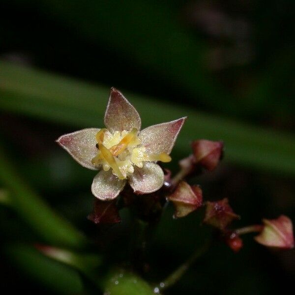 Ayenia aculeata Bloem