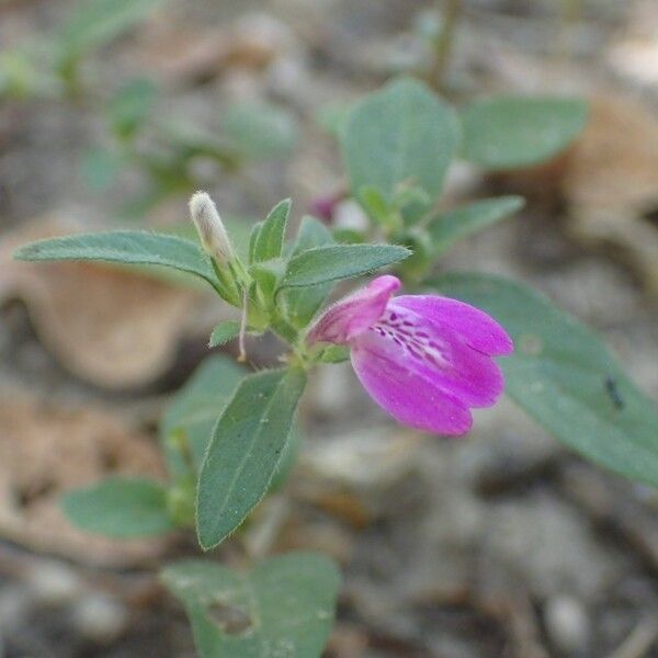 Justicia ladanoides Blüte