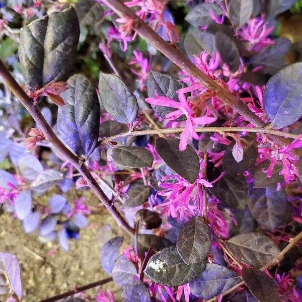 Loropetalum chinense Blomst