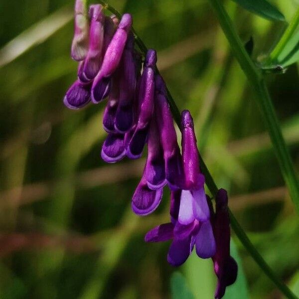 Vicia villosa 花