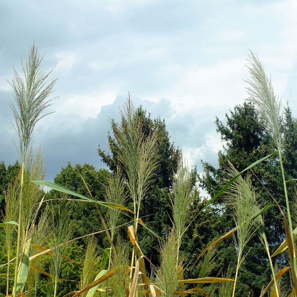 Phragmites australis Flor