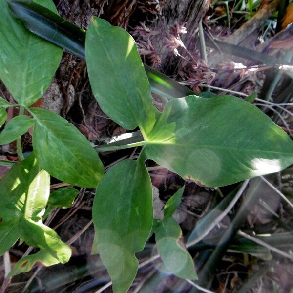 Syngonium podophyllum Folla