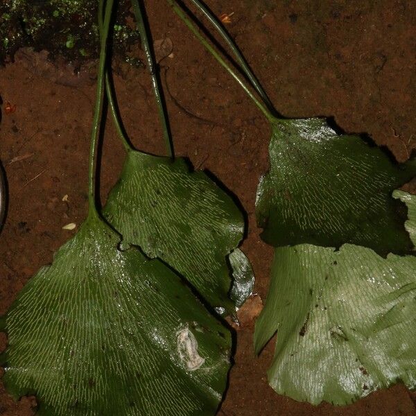 Antrophyum mannianum Leaf