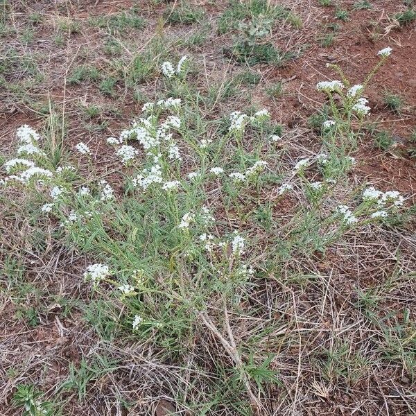 Heliotropium longiflorum Habit