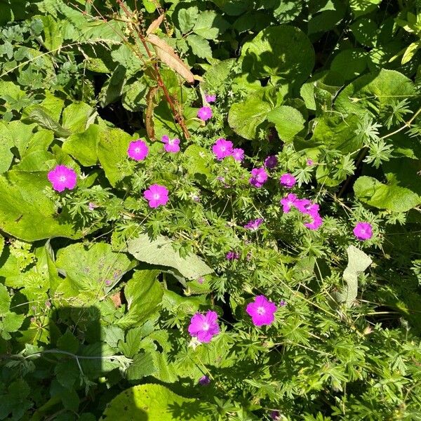 Geranium sanguineum Συνήθη χαρακτηριστικά