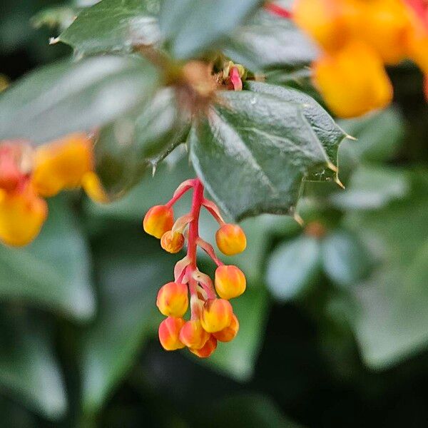 Berberis darwinii Virág