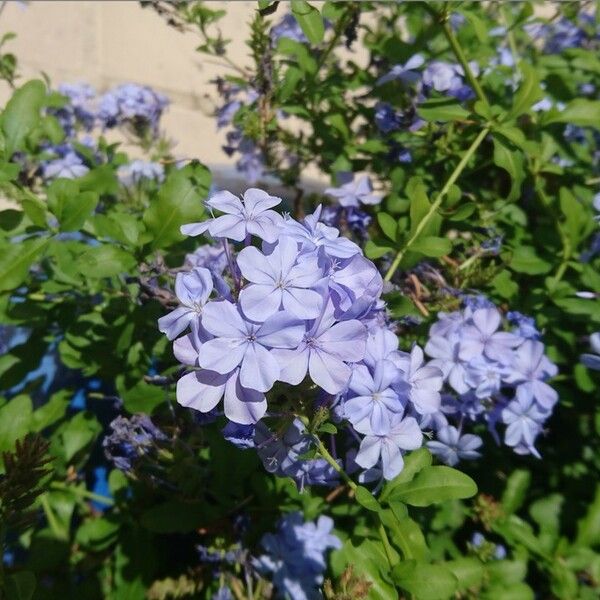 Plumbago auriculata Flower